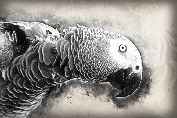 Download Grunge Style Bird Printable Graphics 12 - Print Collection